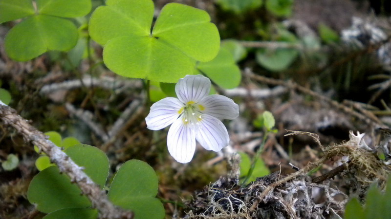 Oxalidacea - Oxalis acetosella